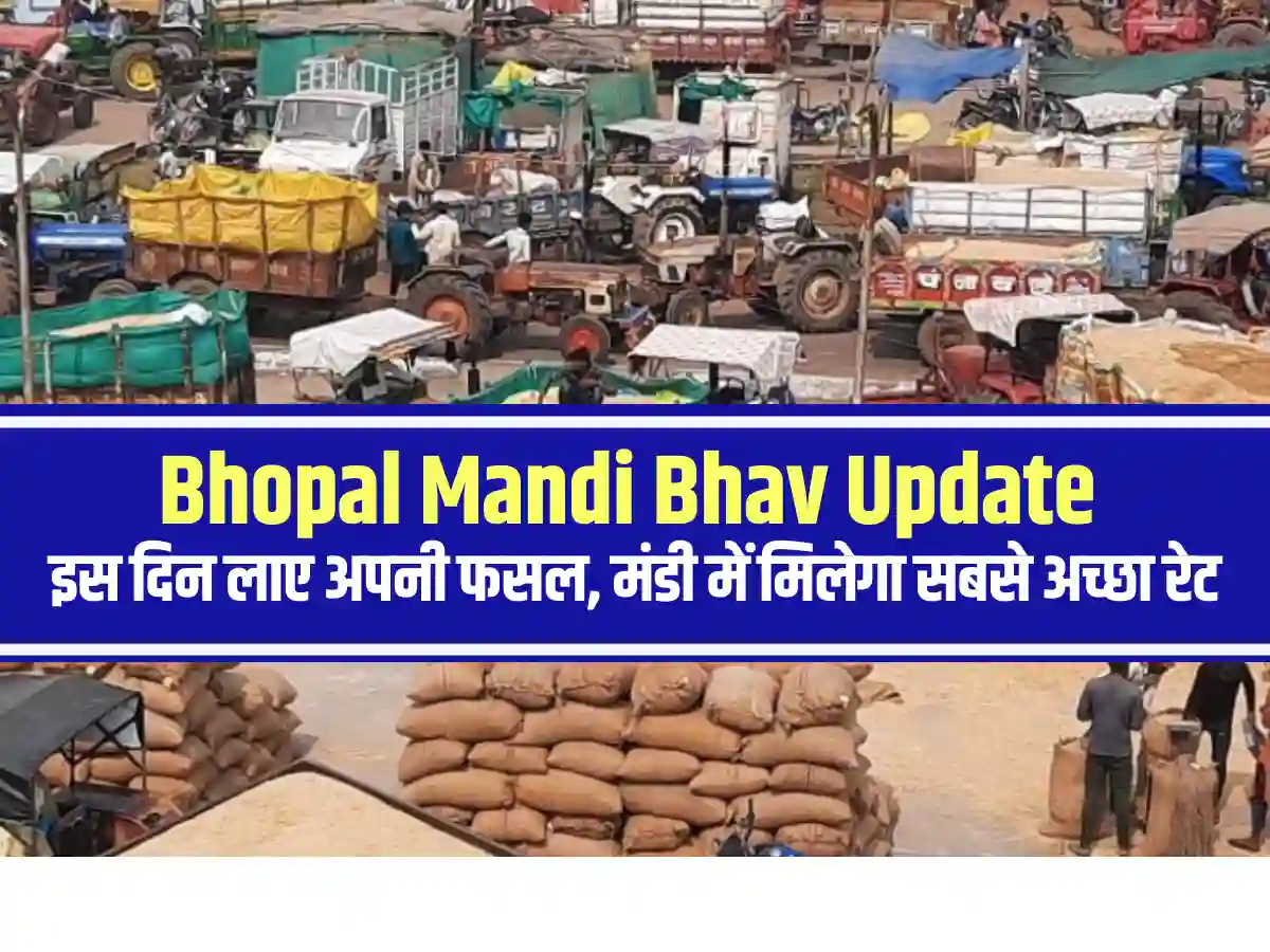बड़ने वाले है, सभी फसलों के रेट Bhopal Mandi Bhav में इस दिन लाए भोपाल मंडी में डाक